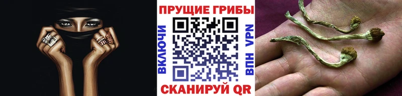 Галлюциногенные грибы Psilocybe  что такое   Енисейск 